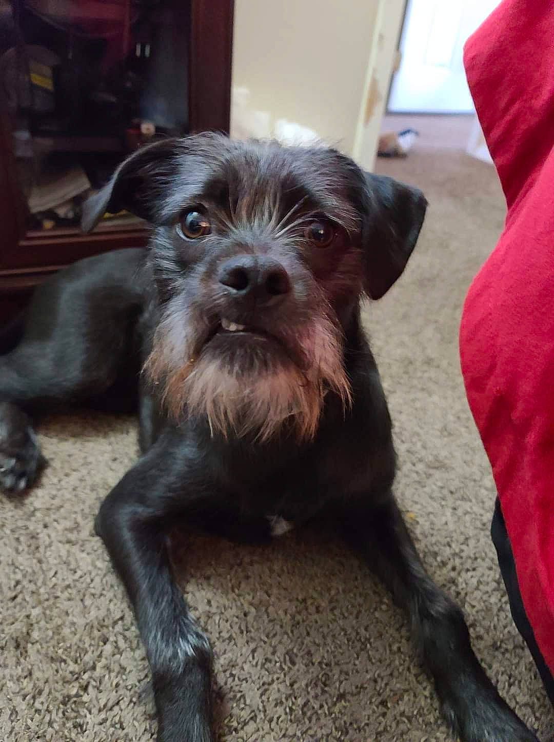 Whiskers joined the competition — help win amazing prizes! canidae, carnivore, companion_dog, dog, dog_breed, fur, liver, pudelpointer, puppy, small_terrier, snout, sporting_group, stichelhaar, terrier, toy_dog, whiskers, working_animal