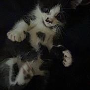 Kaaris participe au concours pour gagner de l'argent avec cette photo : kitten, cat, black_and_white, pet, animal, cute, paws, lying_down, fur, whiskers, domestic_cat, young, close_up, indoor, dark_background, curious, small, feline, soft, resting