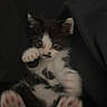 kitten, black_and_white, cat, paw, cute, pet, feline, animal, small, young, playful, blur, indoor, lying_down, whiskers, ears, fur, pink_paw_pads, close_up, dark_background