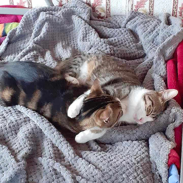 Titus a rejoint le concours — aidez-le/la à gagner de superbes lots ! cat, cats, animal, pet, sleeping, cuddle, blanket, texture, fur, tabby, striped, brown, white, black, home, cozy, resting, cute, comfort, indoor