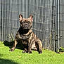 dog, french_bulldog, brindle, grass, sunlight, outdoor, pet, canine, fence, nature, animal, sitting, sunny, daylight, sidewalk, shadow, ears, fur, muzzle, paw