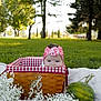 baby, basket, headband, picnic, blanket, flowers, watermelon, grass, trees, outdoor, daylight, nature, child, greenery, cute, wicker, summer, park, head, infant