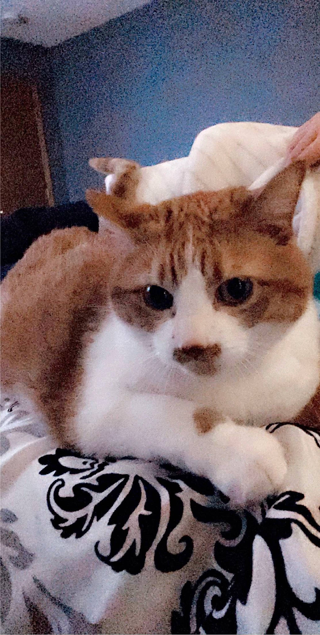 Rocky is registered to the contest to win money with this photo: carnivore, cat, cat_supply, domestic_short_haired_cat, fawn, felidae, fur, paw, pet_supply, photo_caption, small_to_medium_sized_cats, snout, tail, terrestrial_animal, whiskers