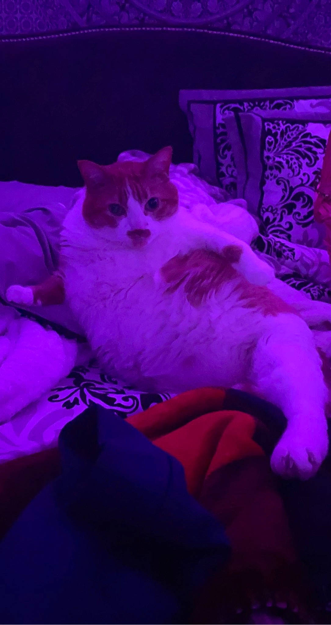 Rocky is registered to the contest to win money with this photo: bed, carnivore, cat, comfort, darkness, electric_blue, felidae, fur, linens, magenta, paw, petal, pillow, pink, purple, sitting, small_to_medium_sized_cats, tail, violet, whiskers