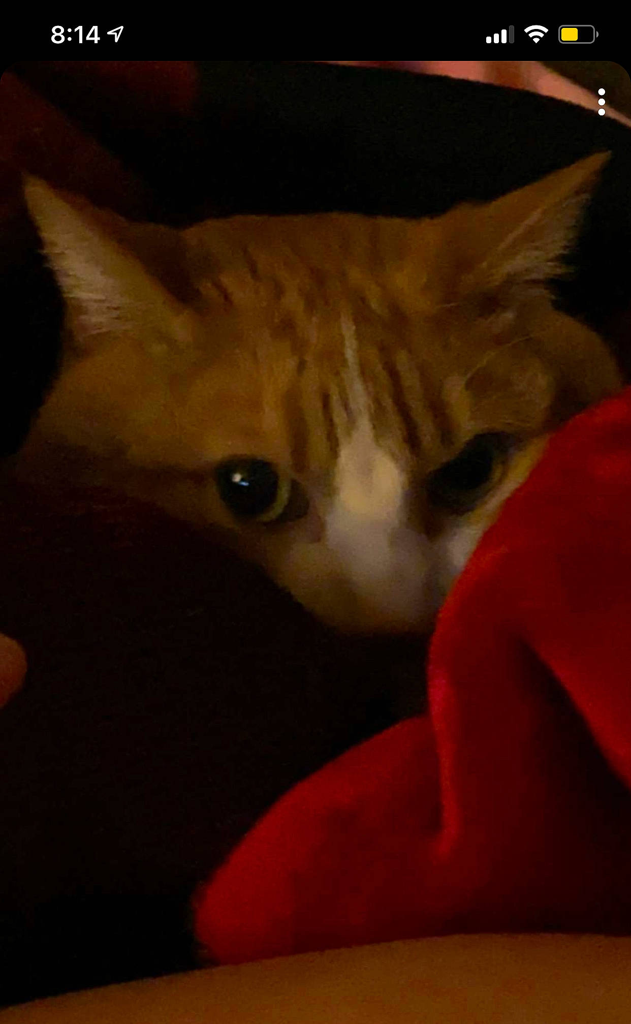 Rocky is registered to the contest to win money with this photo: art, carmine, carnivore, cat, comfort, darkness, domestic_short_haired_cat, fawn, felidae, fur, paw, photo_caption, screenshot, small_to_medium_sized_cats, snout, still_life_photography, tail, terrestrial_animal, visual_arts, whiskers