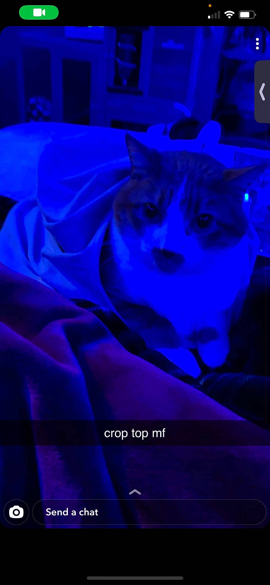 Rocky joined the competition — help win amazing prizes! blue, carnivore, cat, darkness, electric_blue, entertainment, event, felidae, fictional_character, font, fur, graphic_design, magenta, petal, purple, small_to_medium_sized_cats, violet, whiskers