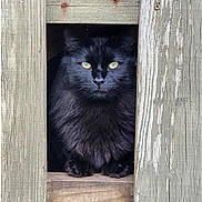 Beans joined the competition — help win amazing prizes! cat, black_cat, animal, pet, feline, wood, wooden_planks, yellow_eyes, sitting, portrait, close_up, fur, outdoor, nature, quiet, calm, mysterious, texture, rustic, window_frame