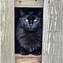 cat, black_cat, animal, pet, feline, wood, wooden_planks, yellow_eyes, sitting, portrait, close_up, fur, outdoor, nature, quiet, calm, mysterious, texture, rustic, window_frame