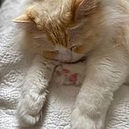 Pumpkin a rejoint le concours — aidez-le/la à gagner de superbes lots ! cat, fluffy, cream_color, white, paws, pink_paw_pads, sleeping, resting, quilt, textured_bedspread, closeup, cute, feline, pet, domestic_animal, soft_fur, relaxed, cozy, indoor, animal