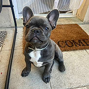 Vicky a rejoint le concours — aidez-le/la à gagner de superbes lots ! dog, puppy, french_bulldog, pet, animal, sitting, ears, collar, doorstep, welcome_mat, floor, tile, gray_coat, white_patch, indoor, cute, looking, young, house, portrait