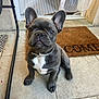 dog, puppy, french_bulldog, pet, animal, sitting, ears, collar, doorstep, welcome_mat, floor, tile, gray_coat, white_patch, indoor, cute, looking, young, house, portrait