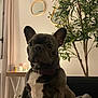 Vicky a rejoint le concours — aidez-le/la à gagner de superbes lots ! french_bulldog, dog, pet, indoor, blanket, plant, mirror, table, decor, curtain, collar, fur, portrait, animal, home, cozy, furniture, brown, white, lighting