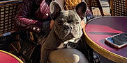 Vicky a rejoint le concours — aidez-le/la à gagner de superbes lots ! french_bulldog, dog, pet, person, jacket, outdoor, cafe, table, chair, phone, sunlight, casual, leisure, urban, handbag, sitting, relaxation, animal, companion, daytime