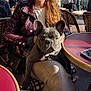 french_bulldog, dog, pet, person, jacket, outdoor, cafe, table, chair, phone, sunlight, casual, leisure, urban, handbag, sitting, relaxation, animal, companion, daytime