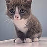 Butterfly is registered to the contest to win money with this photo: animal, cat, cute, ears, face, feline, fur, gray_fur, indoor, kitten, looking, paws, pet, portrait, sitting, small, table, whiskers, white_fur, young