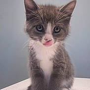 Butterfly joined the competition — help win amazing prizes! adorable, animal, cat, closeup, cute, ears, face, feline, fur, gray, indoor, kitten, pet, playful, sitting, small, tongue_out, whiskers, white, young