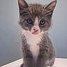 adorable, animal, cat, closeup, cute, ears, face, feline, fur, gray, indoor, kitten, pet, playful, sitting, small, tongue_out, whiskers, white, young