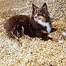 alert, animal, brown_fur, canine, curious, dog, ears_up, fluffy, fur_texture, laying_down, muzzle, natural_light, nature, outdoor, paw, pet, resting, side_view, white_fur, wood_shavings