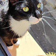 Figaro participe au concours pour gagner de l'argent avec cette photo : cat, tuxedo_cat, green_eyes, whiskers, sunlight, window, potted_plant, cactus, outdoor, curious, pet, animal, black_and_white, close_up, nature, daylight, fur, plant_pot, domestic_cat