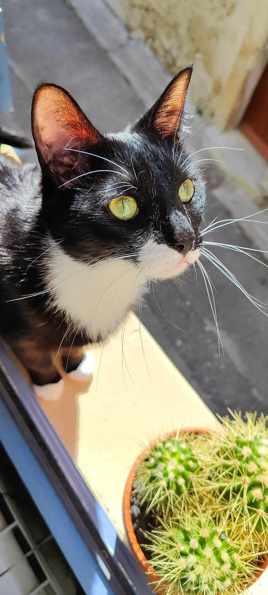 Figaro participe au concours pour gagner de l'argent avec cette photo : cat, tuxedo_cat, green_eyes, whiskers, sunlight, window, potted_plant, cactus, outdoor, curious, pet, animal, black_and_white, close_up, nature, daylight, fur, plant_pot, domestic_cat