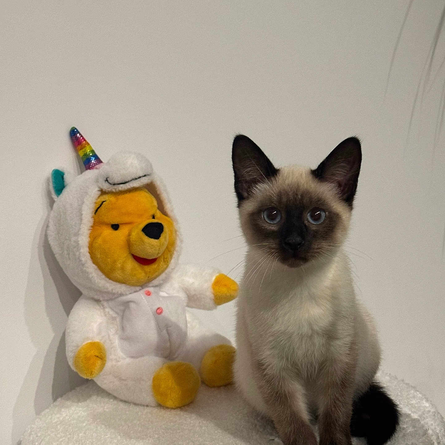 Wooz participe au concours pour gagner de l'argent avec cette photo : animal, blue_eyes, cat, cute, ears, feline, fur, indoor, pet, plush_toy, siamese_kitten, sitting, soft_surface, stuffed_animal, toy, unicorn_costume, whiskers, white_wall, winnie_the_pooh, yellow