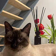 Wooz a rejoint le concours — aidez-le/la à gagner de superbes lots ! animal, cat, closeup, ears, eyes, flowers, fur, furniture, indoor, mammal, pet, plant, portrait, relaxed, siamese_cat, staircase, tulips, vase, whiskers, wooden_floor
