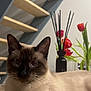 animal, cat, closeup, ears, eyes, flowers, fur, furniture, indoor, mammal, pet, plant, portrait, relaxed, siamese_cat, staircase, tulips, vase, whiskers, wooden_floor