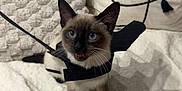 Wooz participe au concours pour gagner de l'argent avec cette photo : animal, bat_wings, black, blanket, blue_eyes, cat, costume, curious, cushion, cute, feline, indoor, kitten, pet, playful, siamese_cat, small, whiskers, white_background, young
