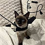 animal, bat_wings, black, blanket, blue_eyes, cat, costume, curious, cushion, cute, feline, indoor, kitten, pet, playful, siamese_cat, small, whiskers, white_background, young