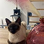 animal, cat, cat_tree, closeup, cozy, curious, decor, domestic_cat, dried_flowers, feline, home_interior, indoor, pets, pink_vase, resting, siamese_cat, stairs, table, vase, wooden_table
