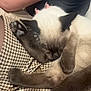 animal, arm, cat, clothing, cozy, curled_up, cute, fur, houndstooth_pattern, indoor, nap, paws, person, pet, resting, siamese_cat, skirt, sleeping, tail, whiskers
