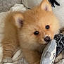 Aiko a rejoint le concours — aidez-le/la à gagner de superbes lots ! adorable, animal, blanket, close_up, cozy, cushion, cute, dog, fur, indoor, pet, playful, plush_toy, pomeranian, puppy, resting, small_dog, soft, toy, young