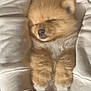 Aiko participe au concours pour gagner de l'argent avec cette photo : adorable, animal, closeup, comfort, companion, cozy, cute, dog, fluffy, fur, hands, hoodie, nap, pet, puppy, relaxation, resting, sleeping, soft, warm