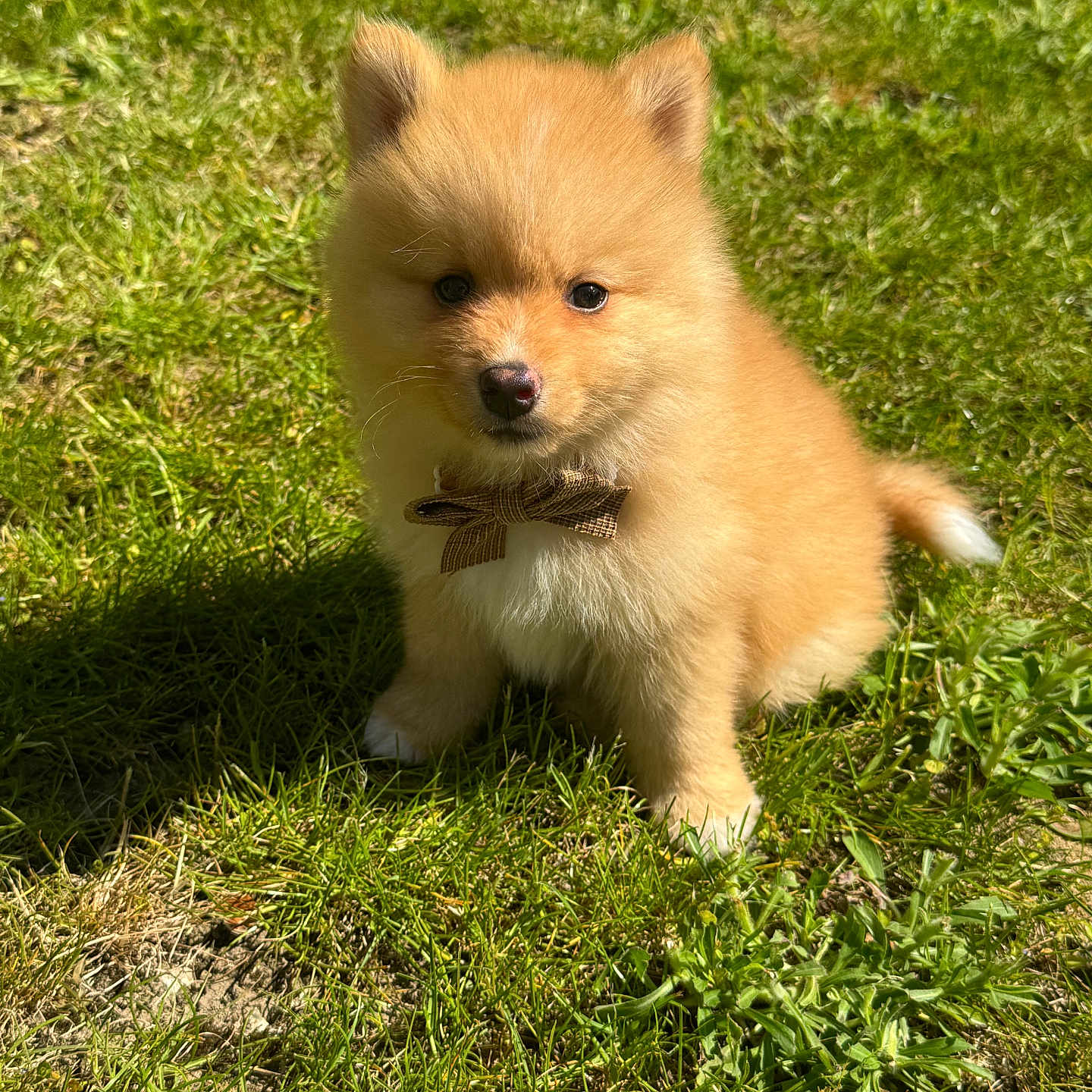 Aiko
