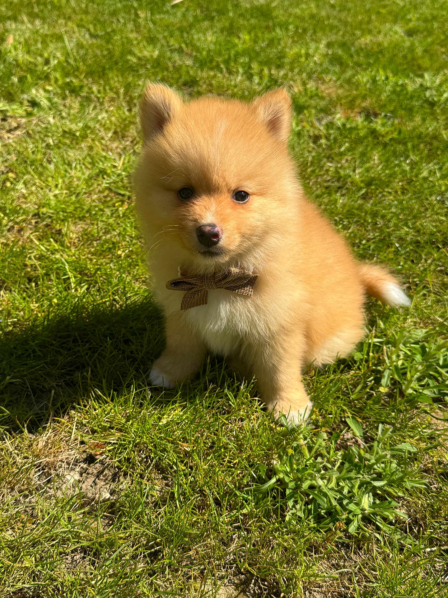 Aiko
