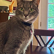 Koko joined the competition — help win amazing prizes! bell, cat, close_up, collar, curious, decor, domestic_cat, ears, feline, furniture, gray_tabby, green_eyes, home, indoor, natural_light, pet, table, whiskers, window, wooden_table