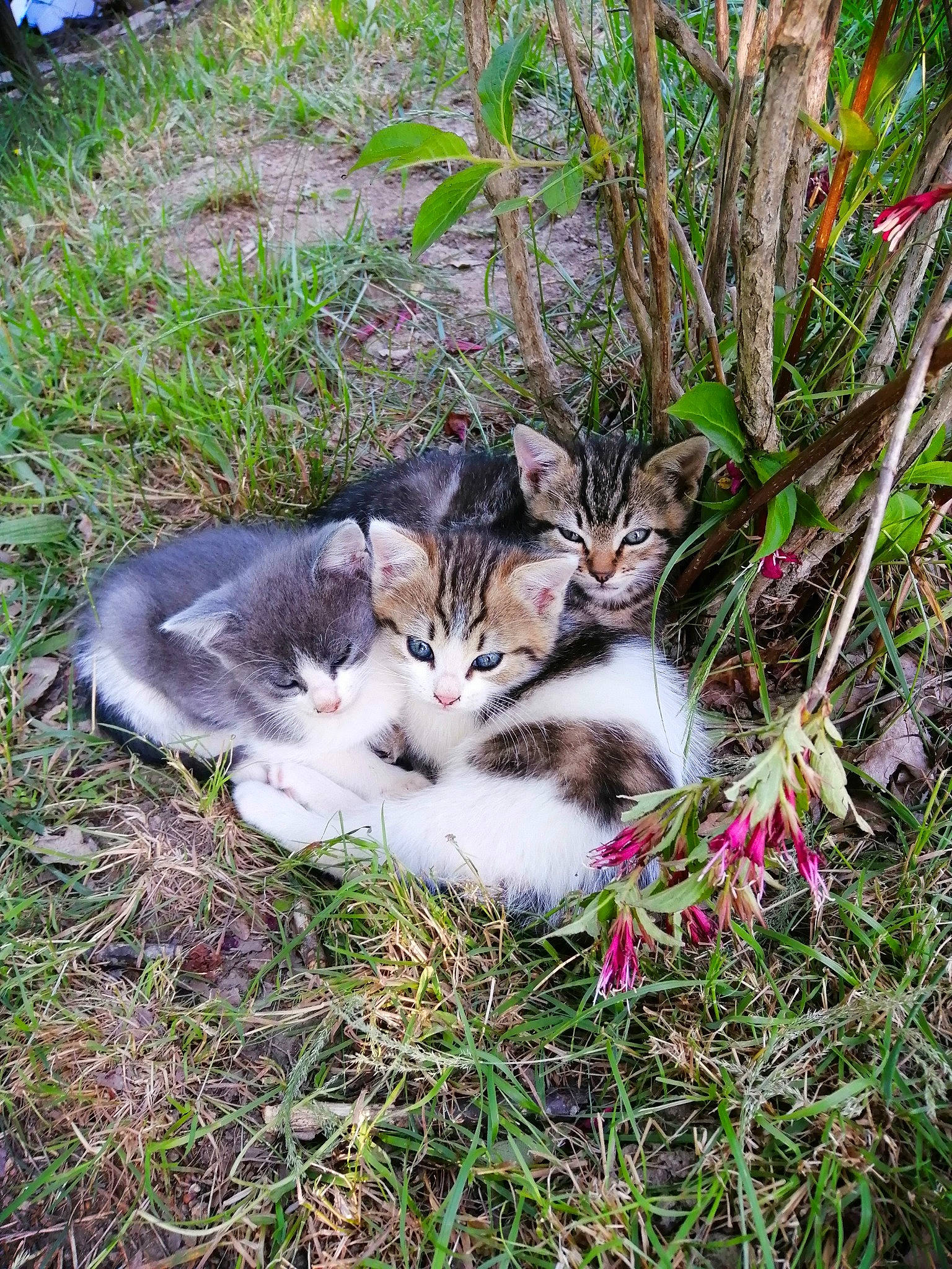 Chatonnax a rejoint le concours — aidez-le/la à gagner de superbes lots ! carnivore, cat, domestic_short_haired_cat, fawn, felidae, fur, grass, groundcover, herbaceous_plant, organism, plant, small_to_medium_sized_cats, tail, terrestrial_animal, terrestrial_plant, tree, twig, whiskers, wildlife