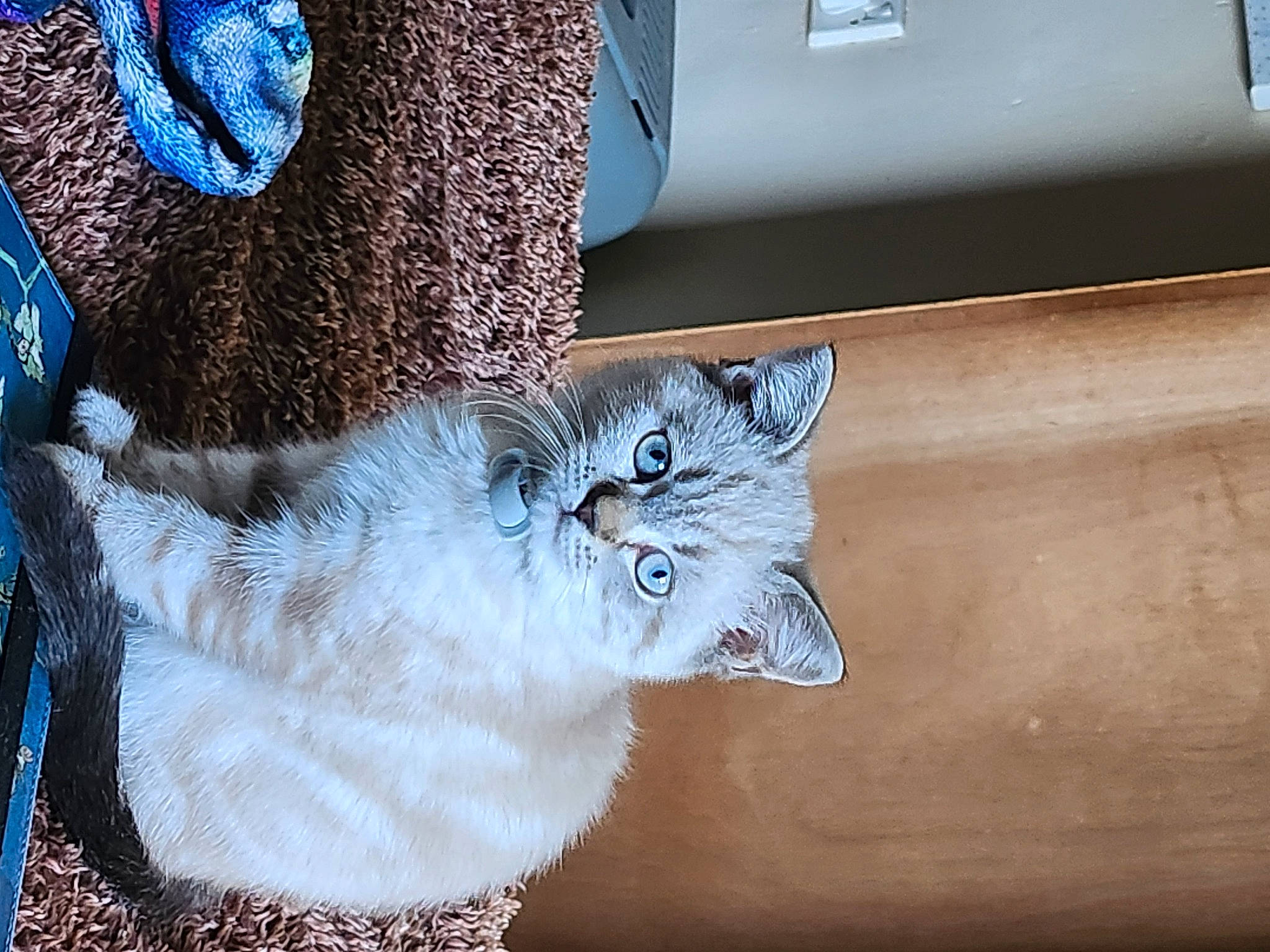 Lilith is registered to the contest to win money with this photo: automotive_tire, carnivore, cat, claw, domestic_short_haired_cat, door, electric_blue, felidae, fur, glasses, grey, metal, paw, small_to_medium_sized_cats, snout, tail, vehicle_door, whiskers, window, wood