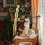calm, cat, chair, cozy, decorative, domestic, feline, greenery, home_decor, indoor, lace_curtains, natural_light, pet, plants, potted_plants, quiet, relaxed, sunlight, window_light, wooden_chair
