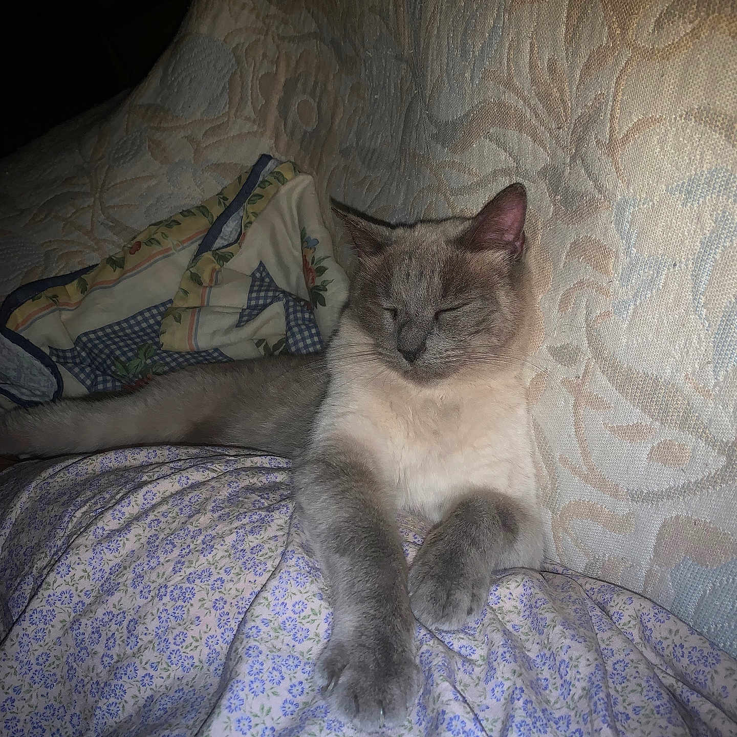 Prune participe au concours pour gagner de l'argent avec cette photo : animal, blanket, cat, comfort, couch, cozy, cute, domestic, floral_pattern, furniture, grey_fur, indoor, nap, paw, pet, quiet, relaxed, resting, sleeping, white_fur