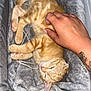 Sky a rejoint le concours — aidez-le/la à gagner de superbes lots ! kitten, cat, orange_tabby, pet_bed, blanket, hand, tattoo, relaxed, sleepy, cozy, indoor, fur, paw, pink_paw, scratching, cute, domestic_cat, resting, soft_texture, human_hand