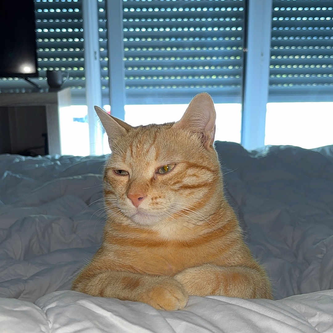 Sky a rejoint le concours — aidez-le/la à gagner de superbes lots ! animal, bed, blinds, cat, comforter, cozy, cute, domestic_cat, feline, furniture, ginger_cat, indoor, orange_fur, pet, portrait, relaxed, resting, tabby, television, window