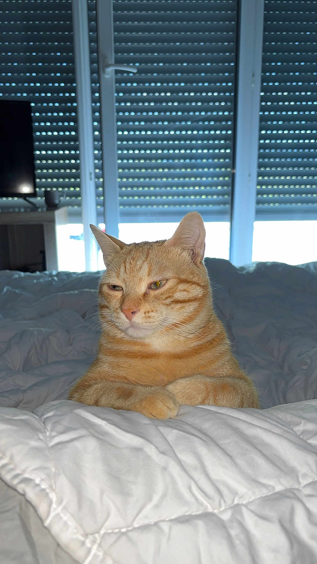 Sky a rejoint le concours — aidez-le/la à gagner de superbes lots ! cat, ginger_cat, tabby, bed, comforter, indoor, pet, feline, resting, orange_fur, cozy, window, blinds, television, furniture, animal, cute, domestic_cat, relaxed, portrait