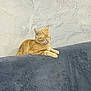 cat, ginger_cat, feline, pet, indoor, couch, furniture, relaxed, sleeping, resting, plush, gray, textured_wall, home, cozy, animal, cute, peaceful, soft, domestic