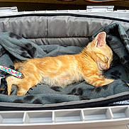 Sky participe au concours pour gagner de l'argent avec cette photo : kitten, cat, sleeping, orange_tabby, blanket, pet, cozy, soft, fur, resting, cute, animal, indoor, closeup, carrier, feline, young, peaceful, nap, domestic_cat