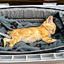 kitten, cat, sleeping, orange_tabby, blanket, pet, cozy, soft, fur, resting, cute, animal, indoor, closeup, carrier, feline, young, peaceful, nap, domestic_cat