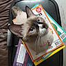 black_tray, blue_eyes, books, cat, close_up, collar, curious, domestic_animal, ears, feline, fur, home, indoor, looking_up, nose, pet, siamese_cat, stack, tail, whiskers