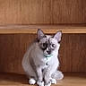 Nim joined the competition — help win amazing prizes! animal, bell, cat, collar, curious, cute, domestic_cat, ears, eyes, face, feline, fur, furniture, indoor, looking, pet, sitting, whiskers, white_paws, wooden_shelf
