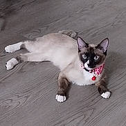 Nim joined the competition — help win amazing prizes! animal, bell, blue_eyes, bow, cat, closeup, curious, cute, domestic_cat, feline, floor, household, indoor, lying_down, pet, pink_bow, relaxed, siamese_cat, white_paws, wooden_floor