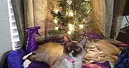 Nim is registered to the contest to win money with this photo: cat, siamese_cat, blue_eyes, collar, bell, table, blanket, christmas_tree, lights, curtains, window, spray_bottle, indoor, pet, feline, relaxed, decor, purple, home, cozy